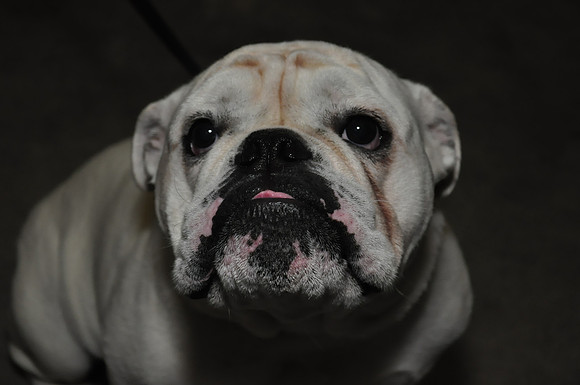 _DSC0288